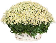 Цветочная композиция из Ромашки в корзине #REPLACE_PRED# Белоярском Свердловской области